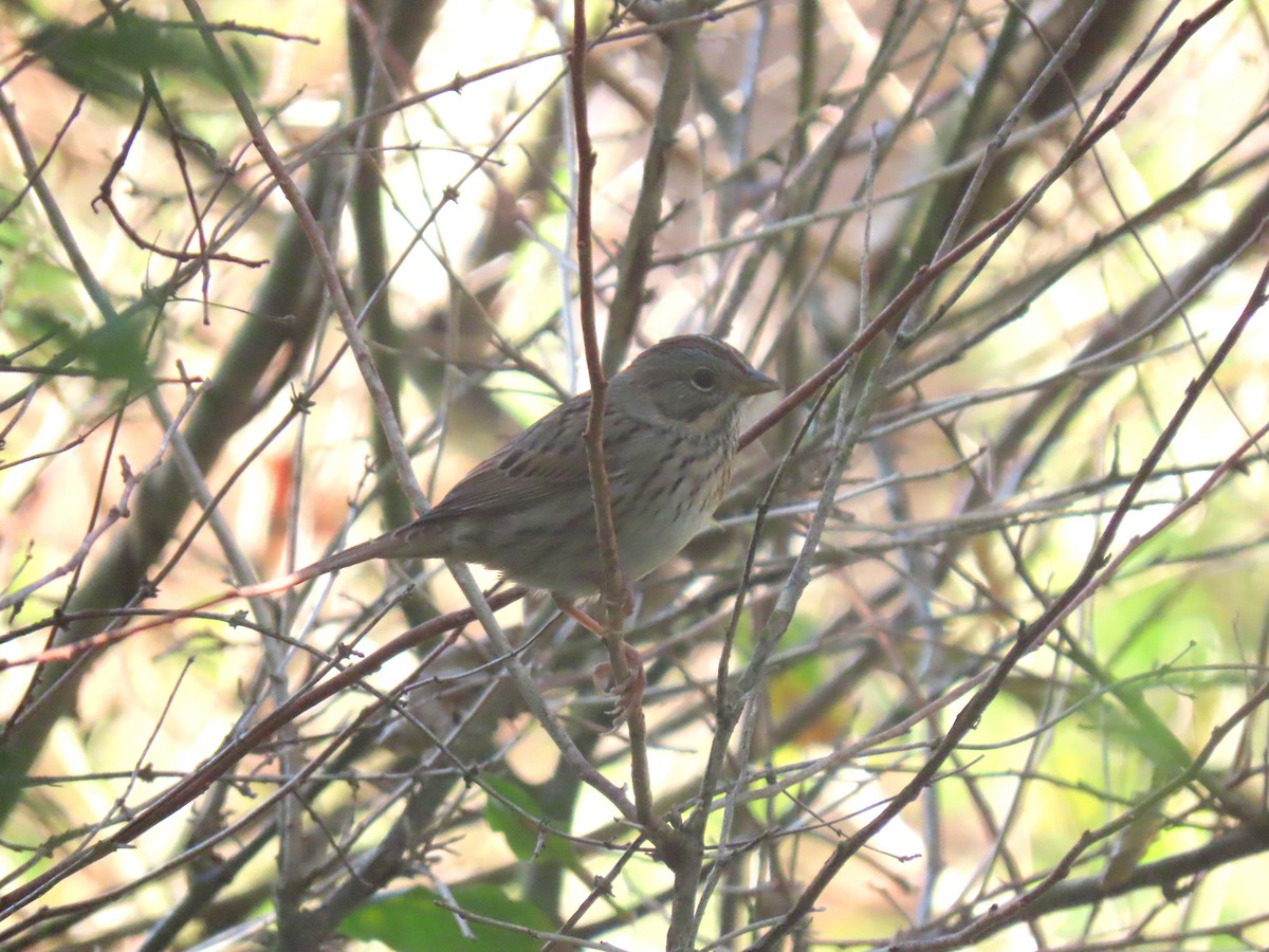 Lincoln's Sparrow - ML642819086