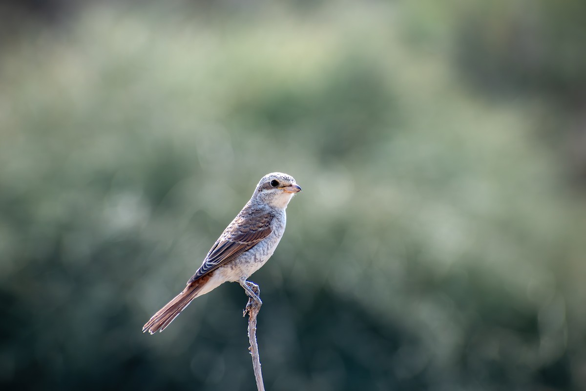 Red-backed Shrike - ML642819094