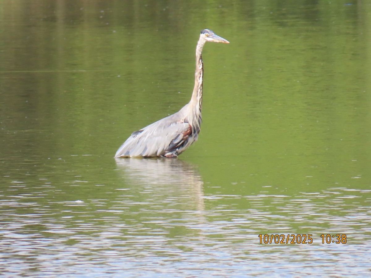Great Blue Heron - ML642819096