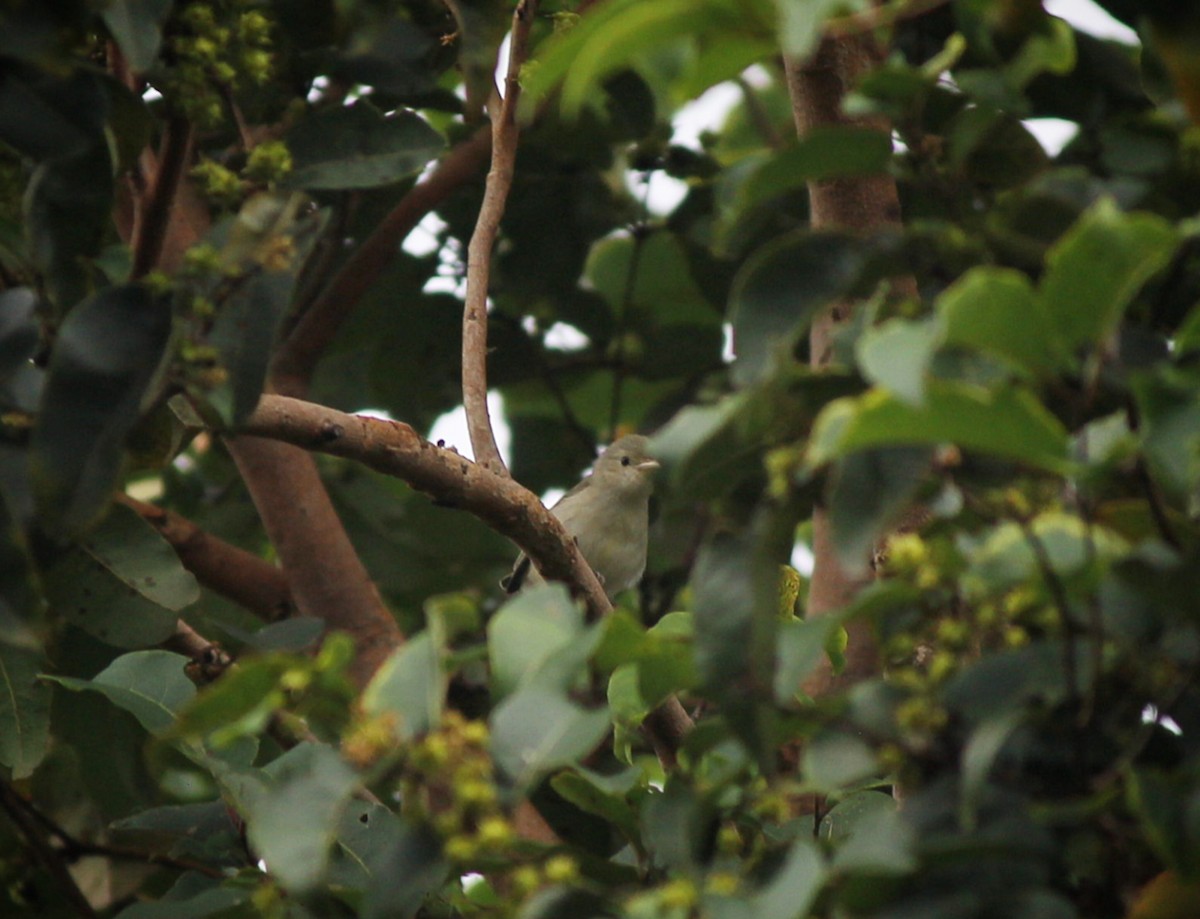 Pale-billed Flowerpecker - ML642819097