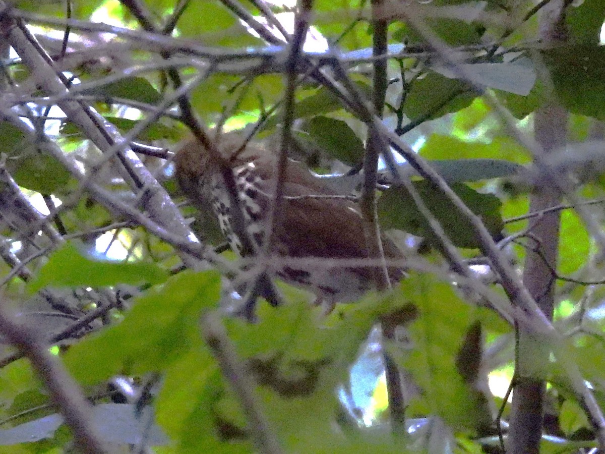 Wood Thrush - ML642819101