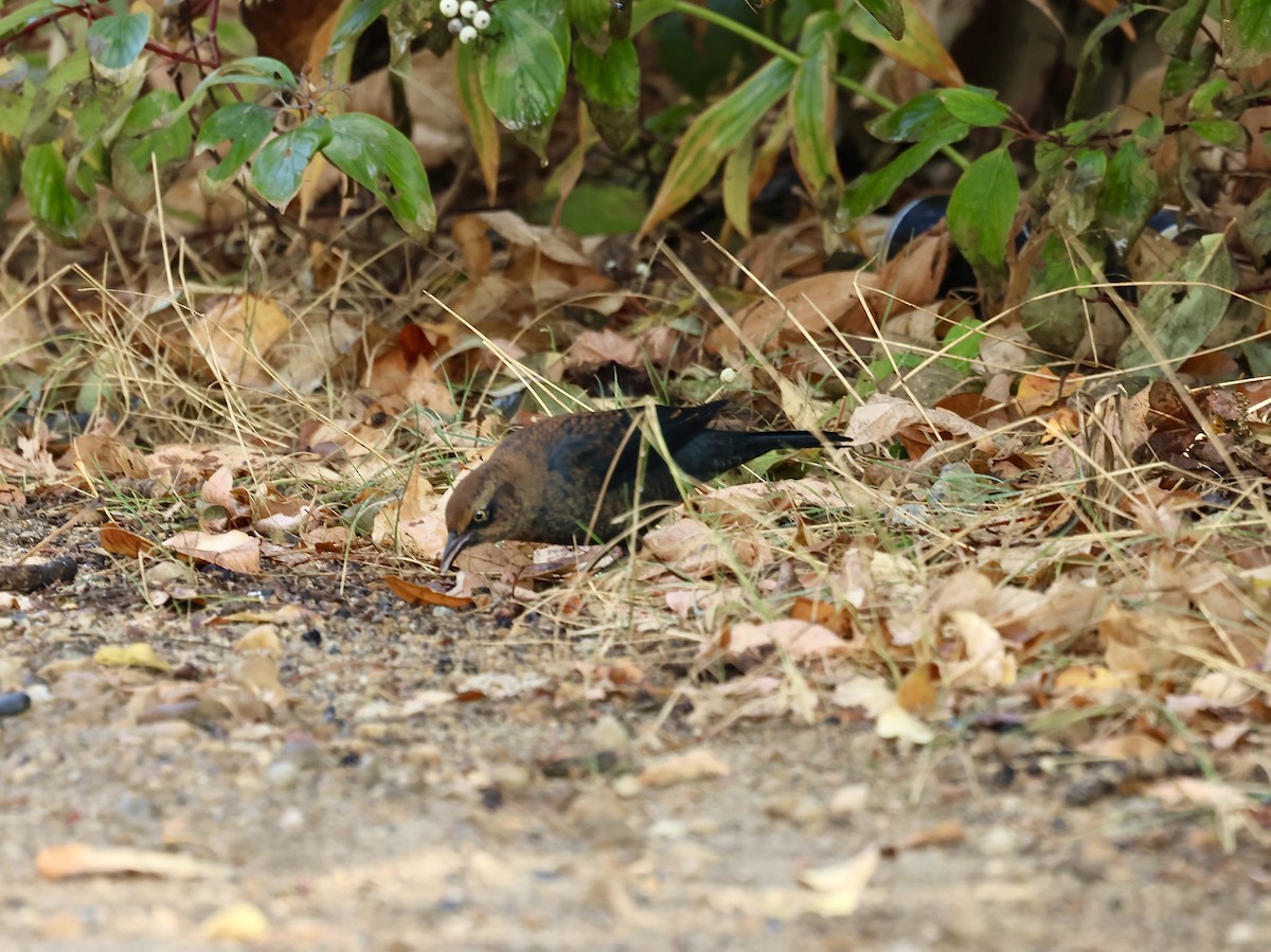 Rusty Blackbird - ML642819103