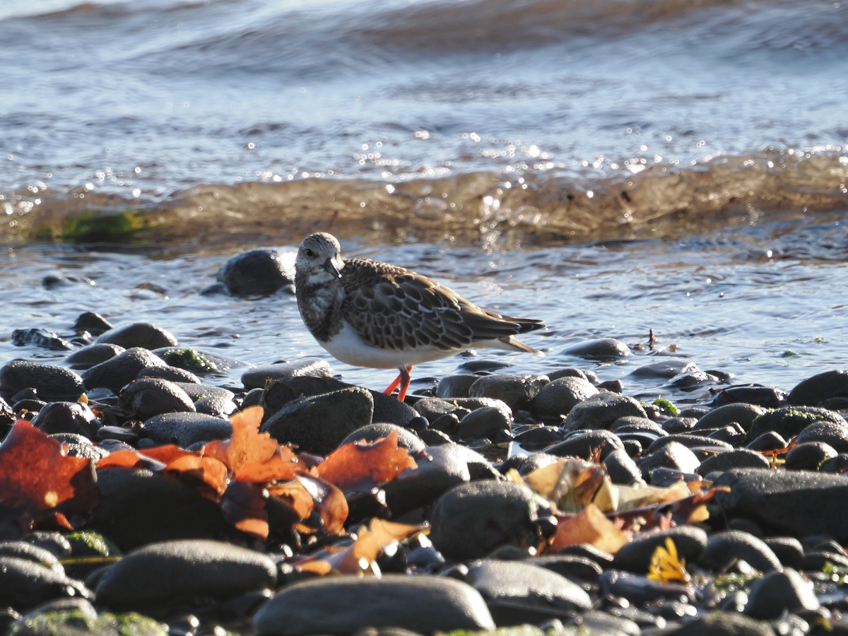 Ruddy Turnstone - ML642819105