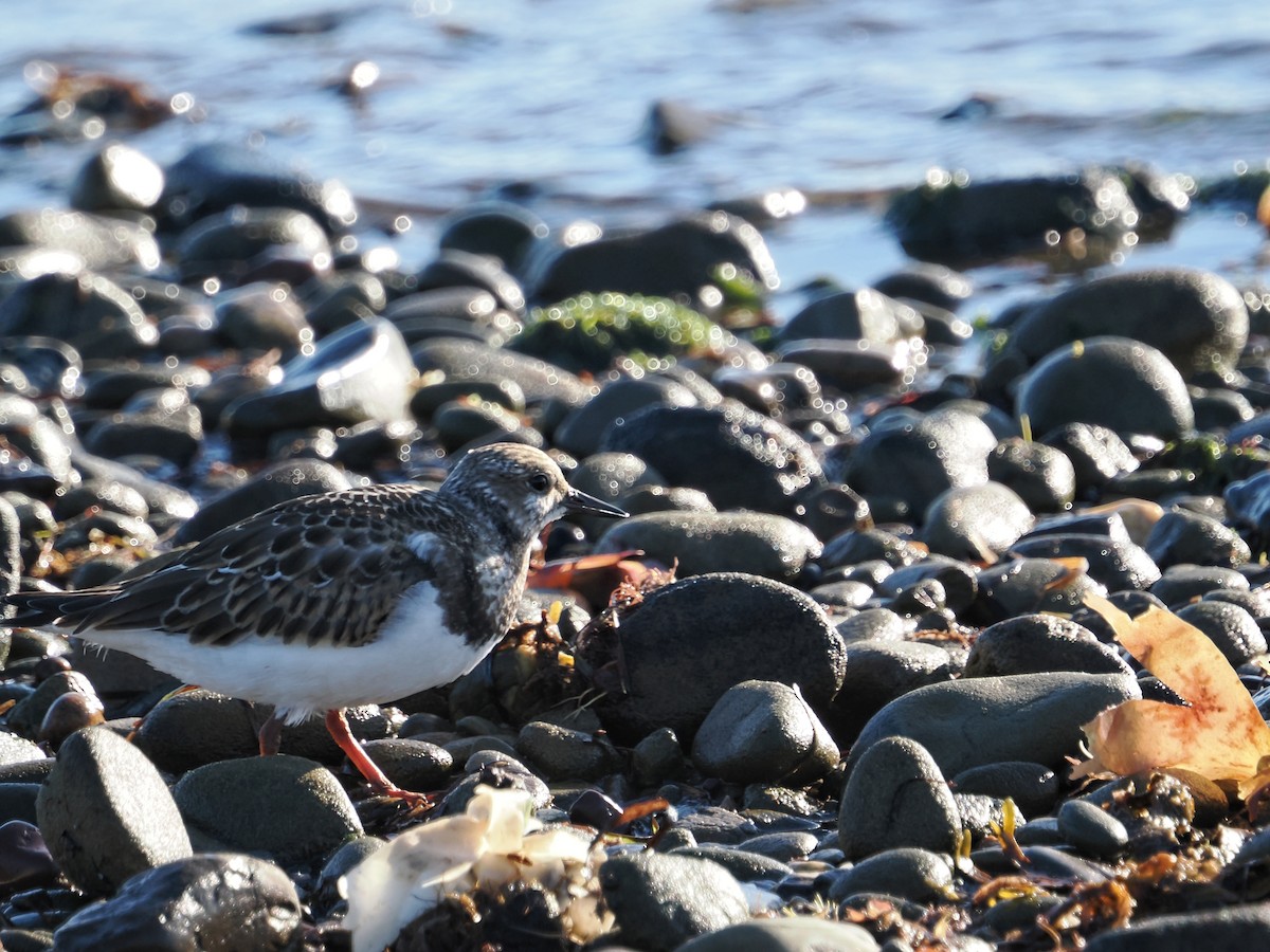 Ruddy Turnstone - ML642819107
