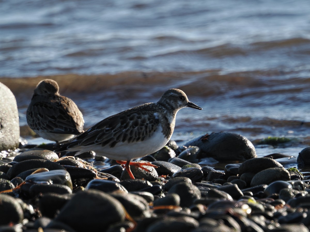 Ruddy Turnstone - ML642819108