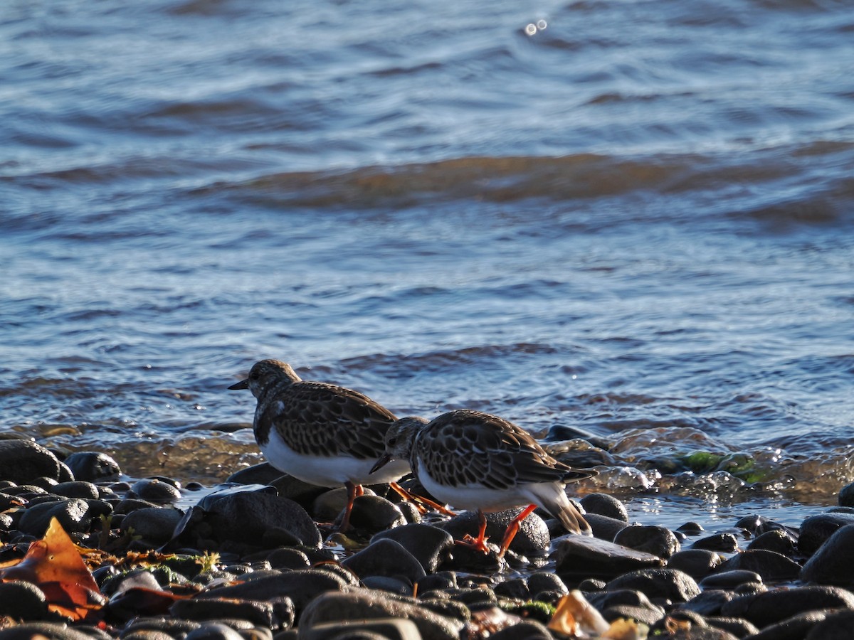 Ruddy Turnstone - ML642819110