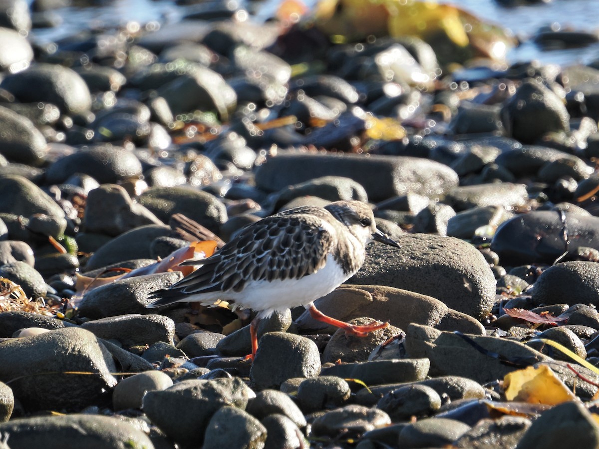 Ruddy Turnstone - ML642819111