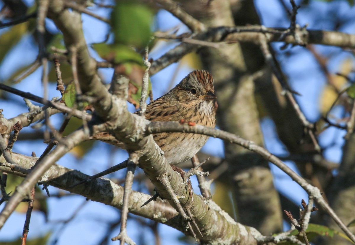 Lincoln's Sparrow - ML642819113