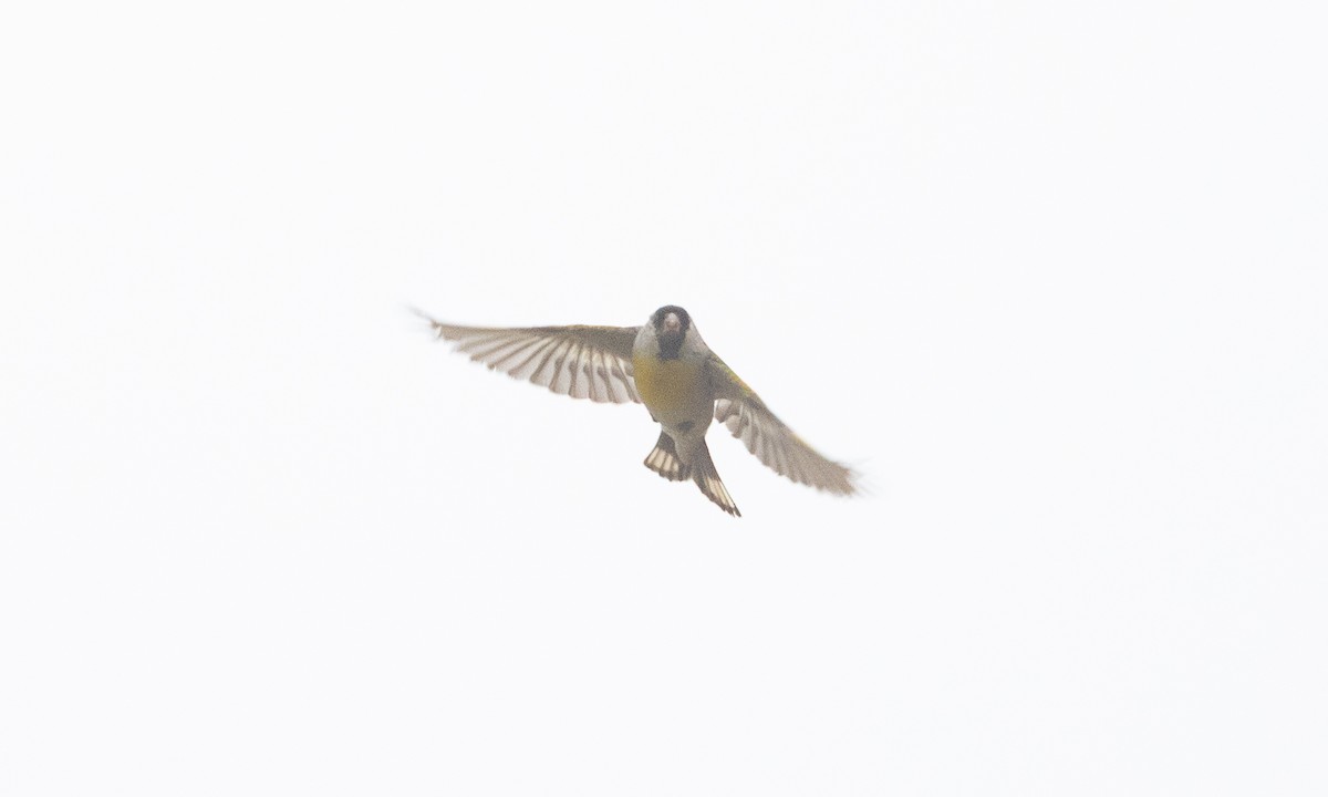 Lawrence's Goldfinch - ML642819114