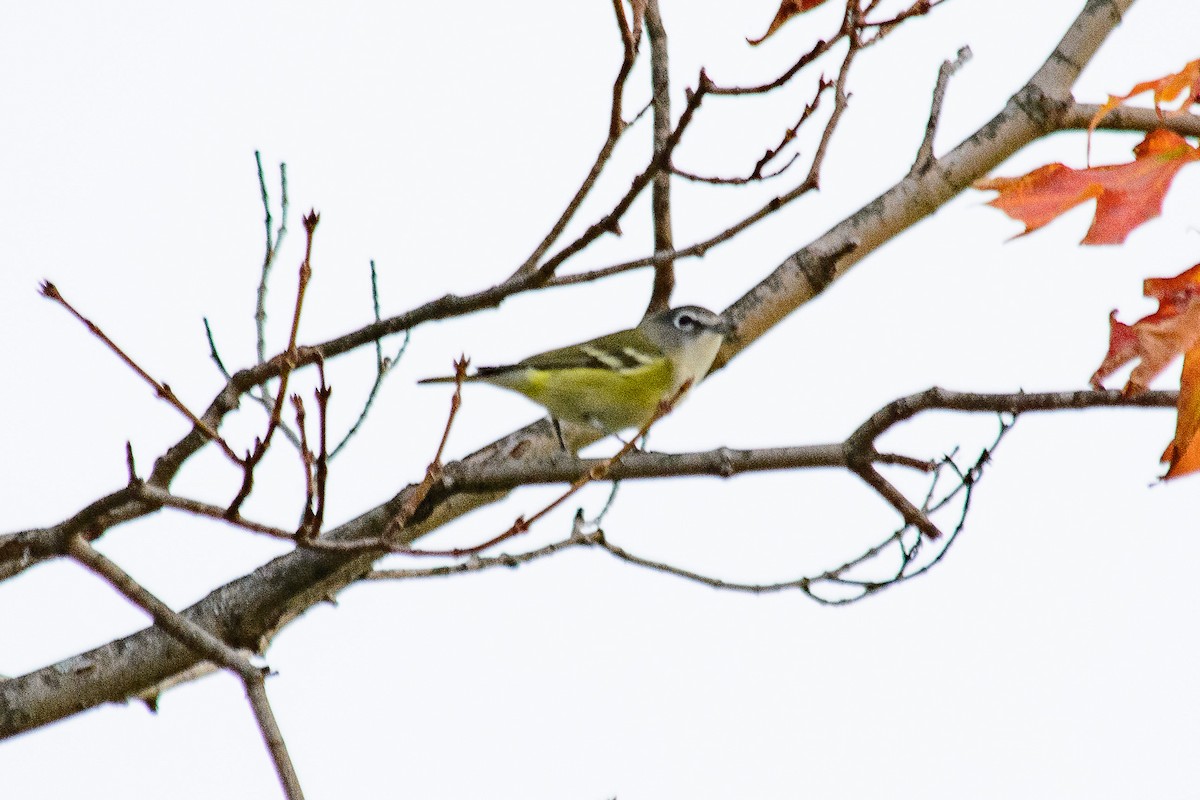 Blue-headed Vireo - ML642819117