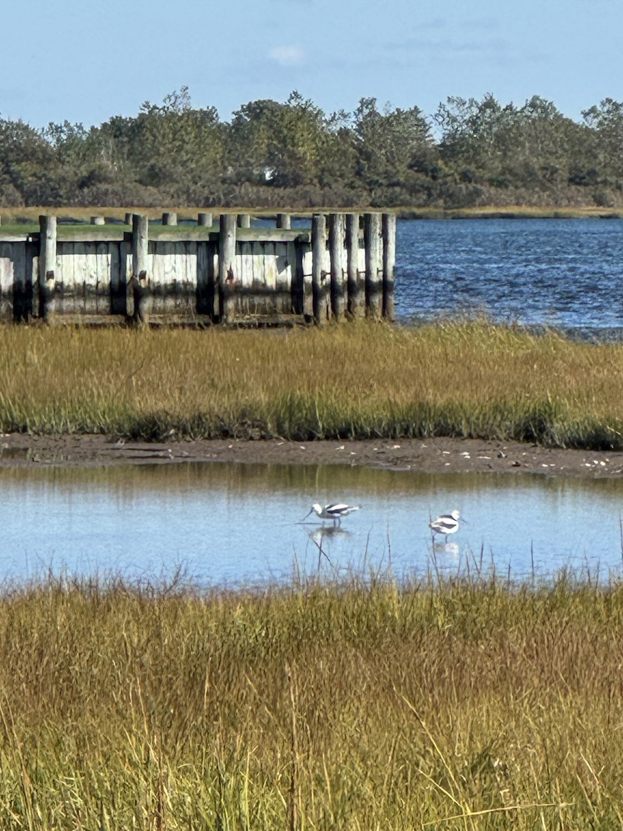 American Avocet - ML642819118
