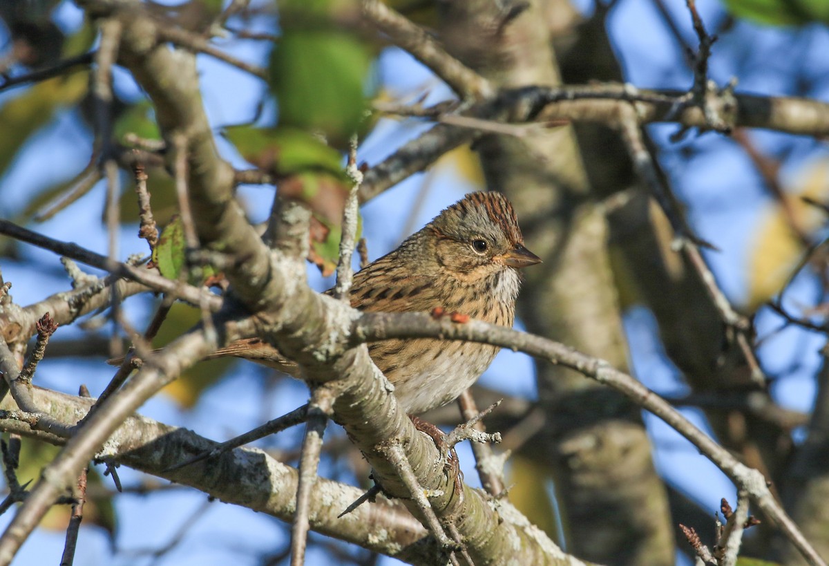 Lincoln's Sparrow - ML642819120
