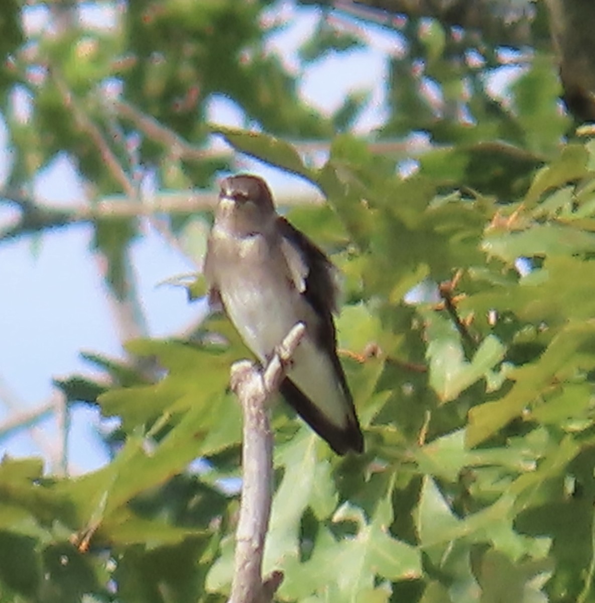 Northern Rough-winged Swallow - ML642819121