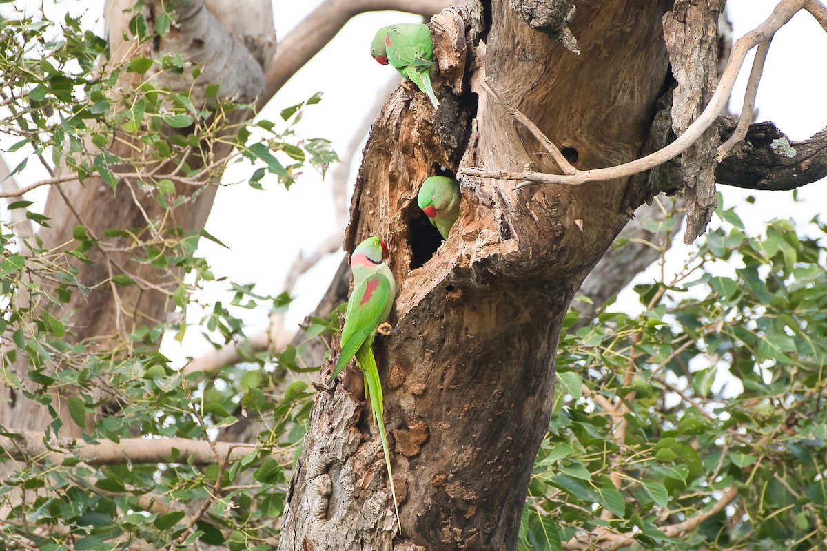 Alexandrine Parakeet - ML642819124
