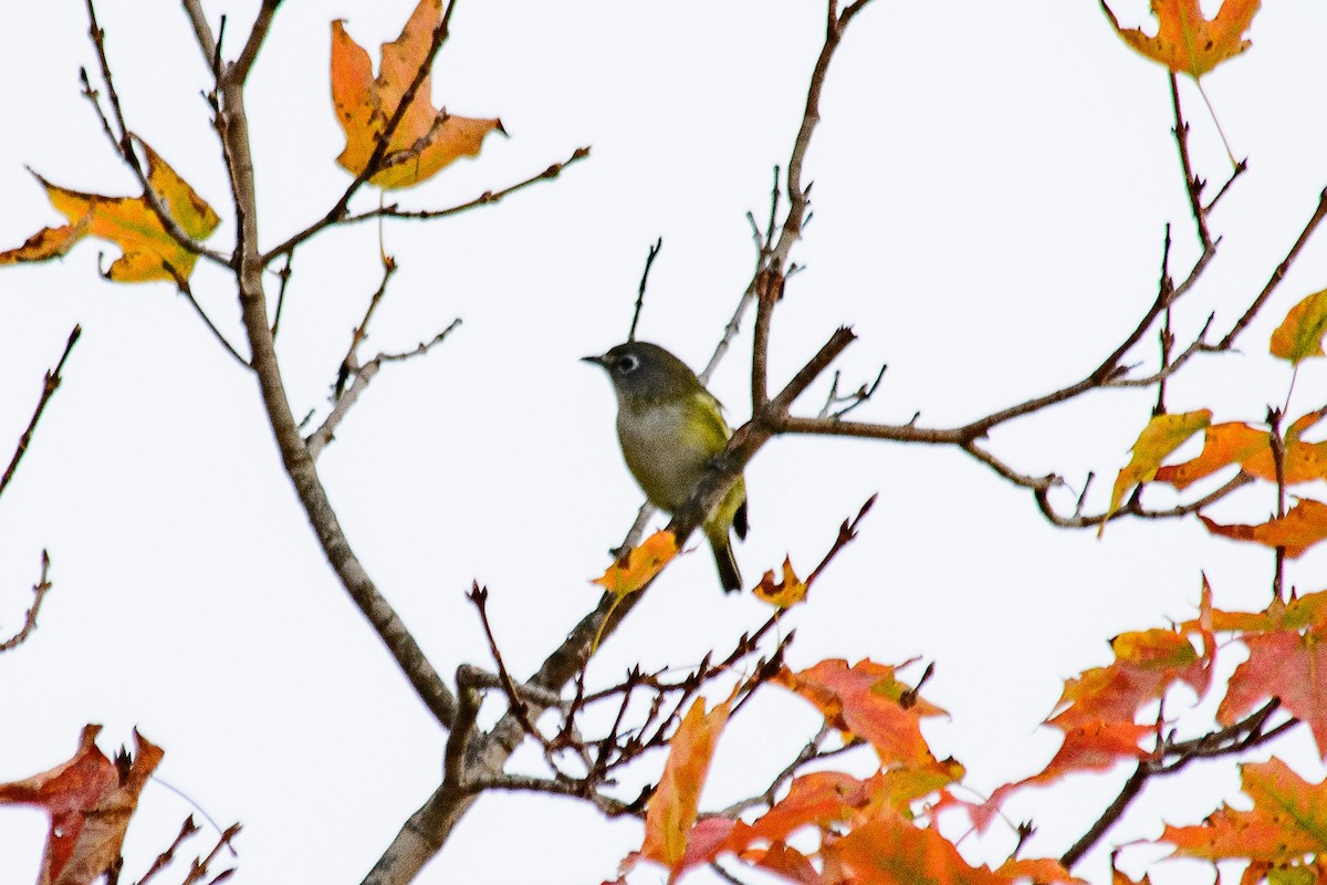 Blue-headed Vireo - ML642819125