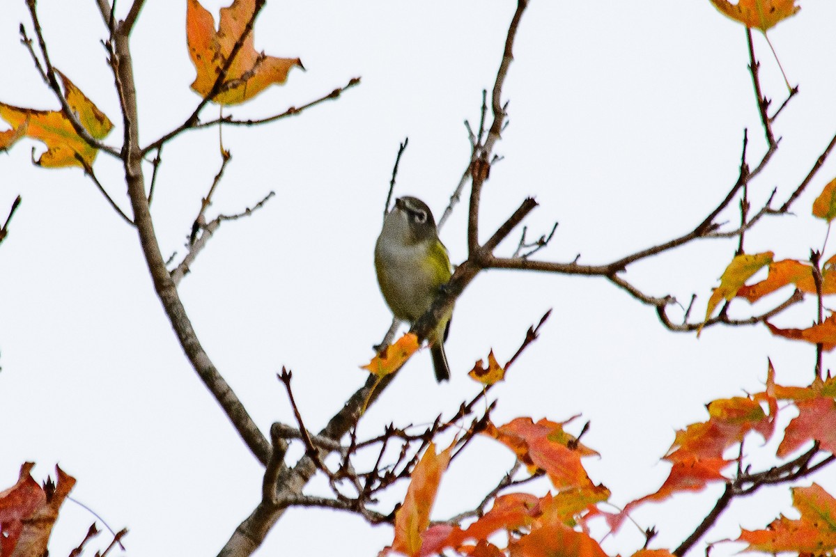 Blue-headed Vireo - ML642819126
