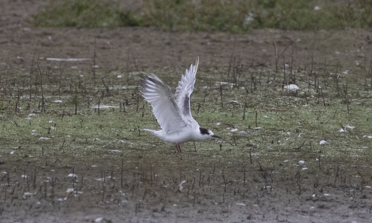 Common Tern - ML642819127