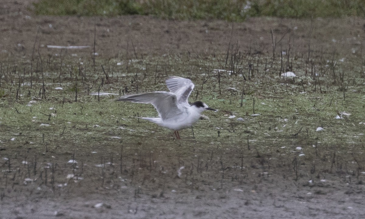Common Tern - ML642819128