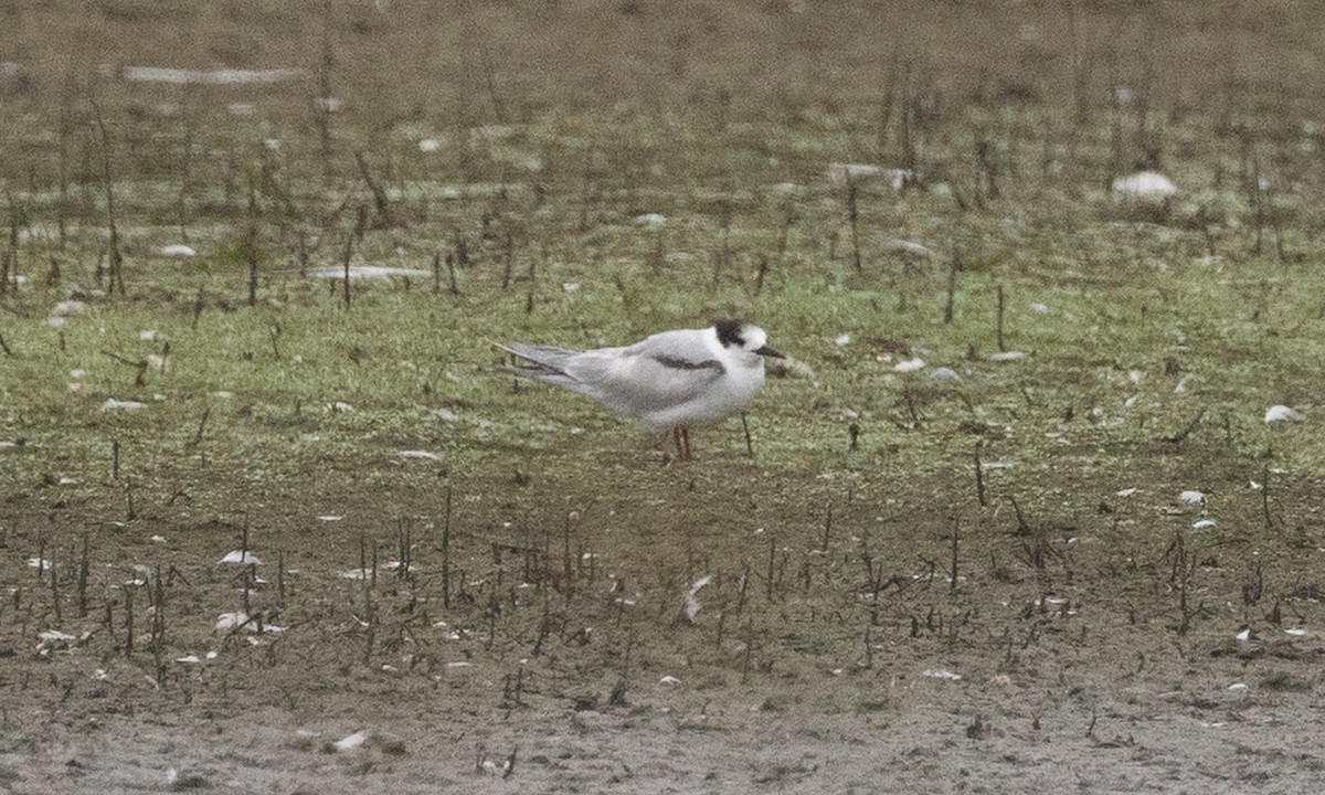Common Tern - ML642819129