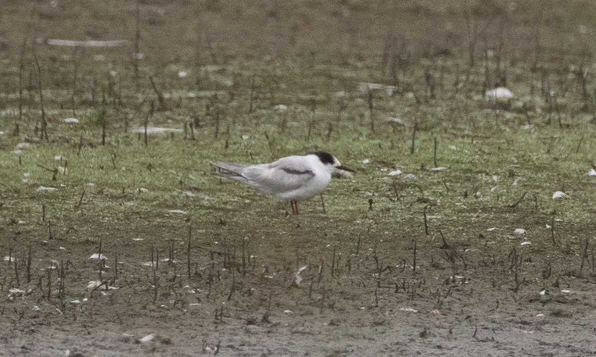Common Tern - ML642819130