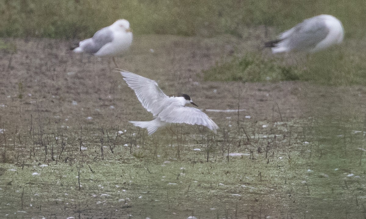 Common Tern - ML642819132