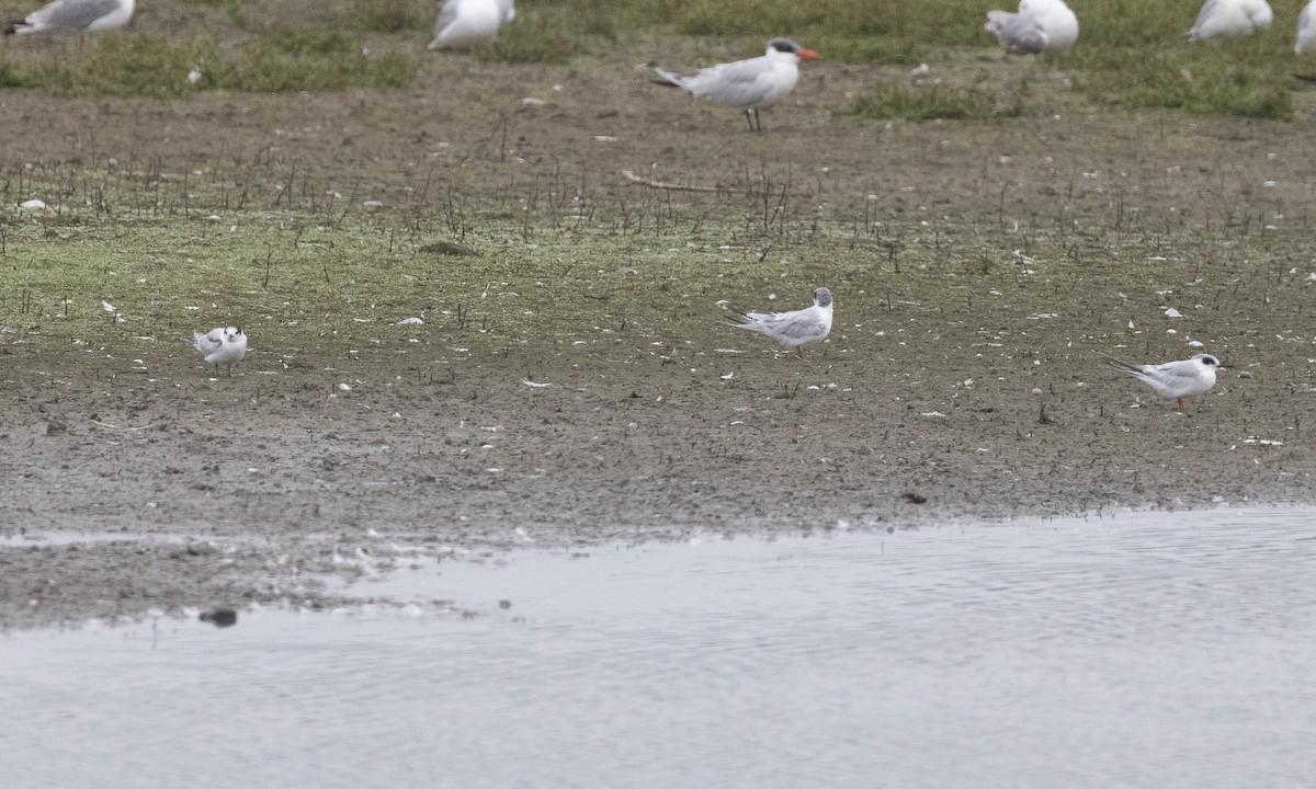 Common Tern - ML642819133