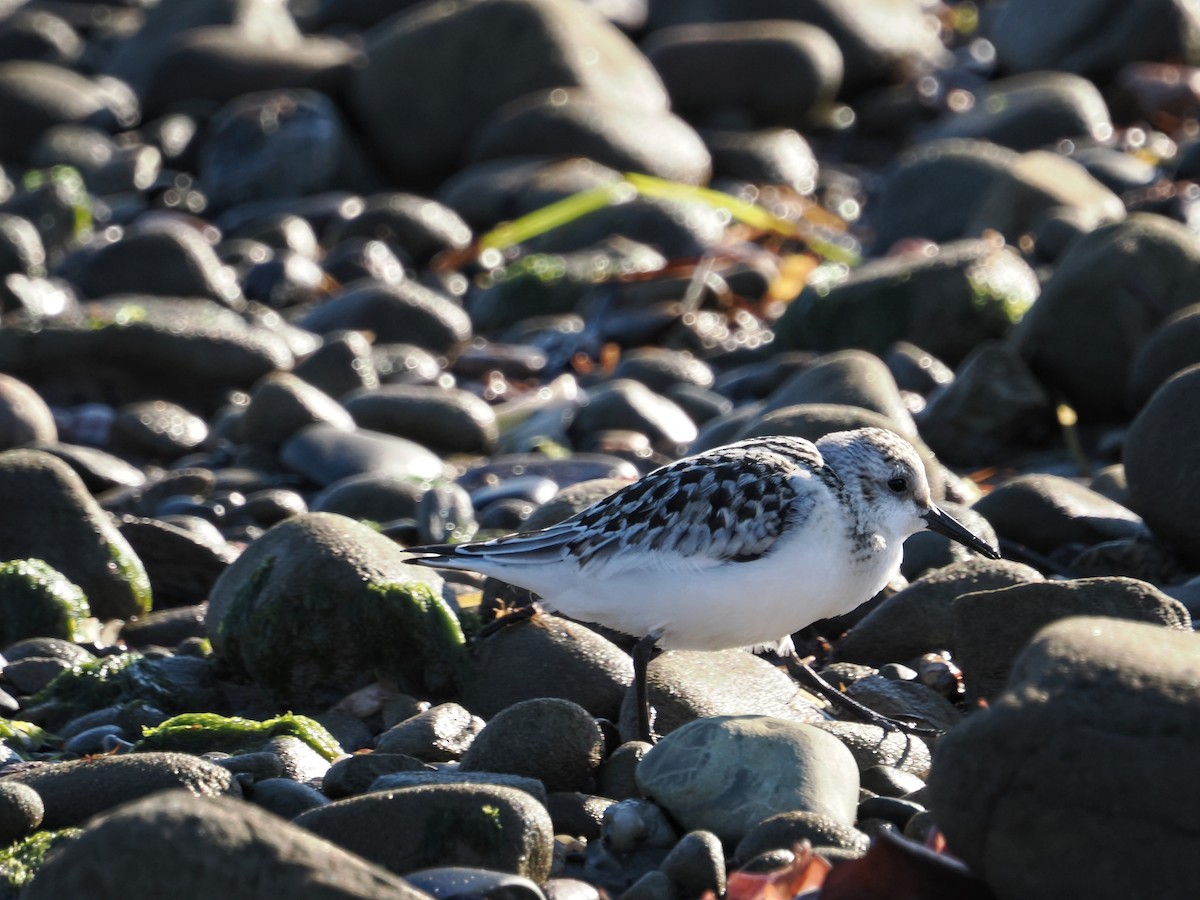 Sanderling - ML642819134