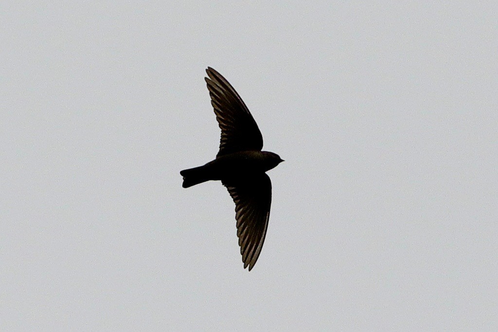 Dusky Crag-Martin - ML642819135