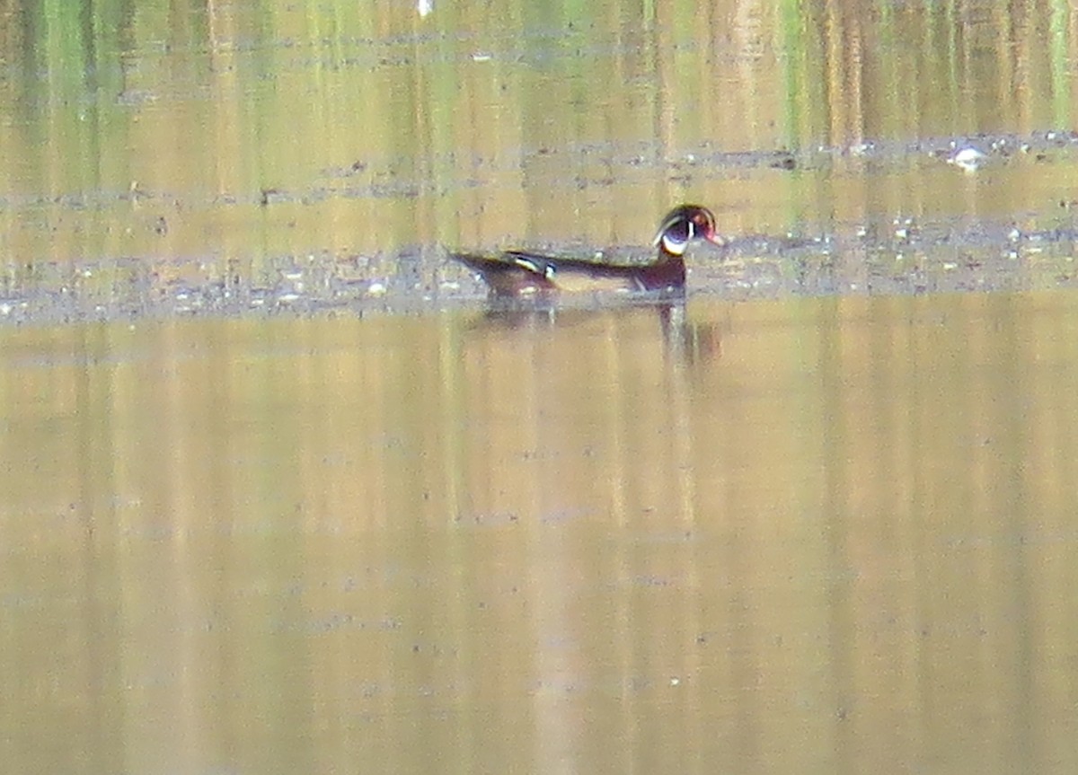 Wood Duck - ML642819136