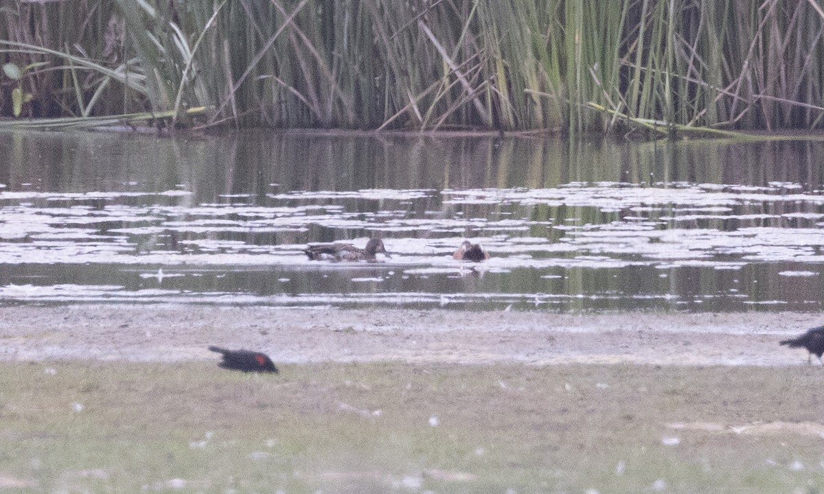 Blue-winged Teal - ML642819141