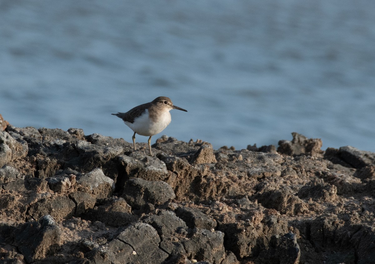Common Sandpiper - ML642819142
