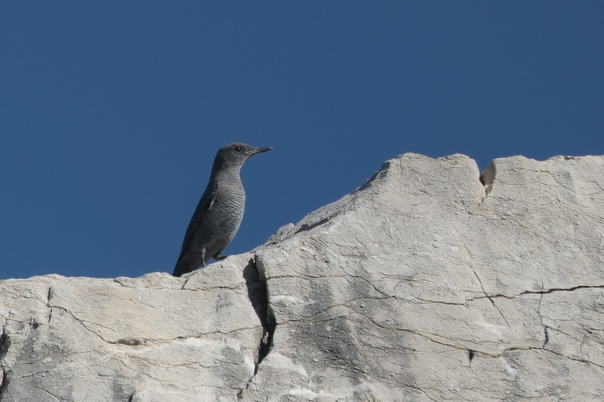 Blue Rock-Thrush - ML642819143