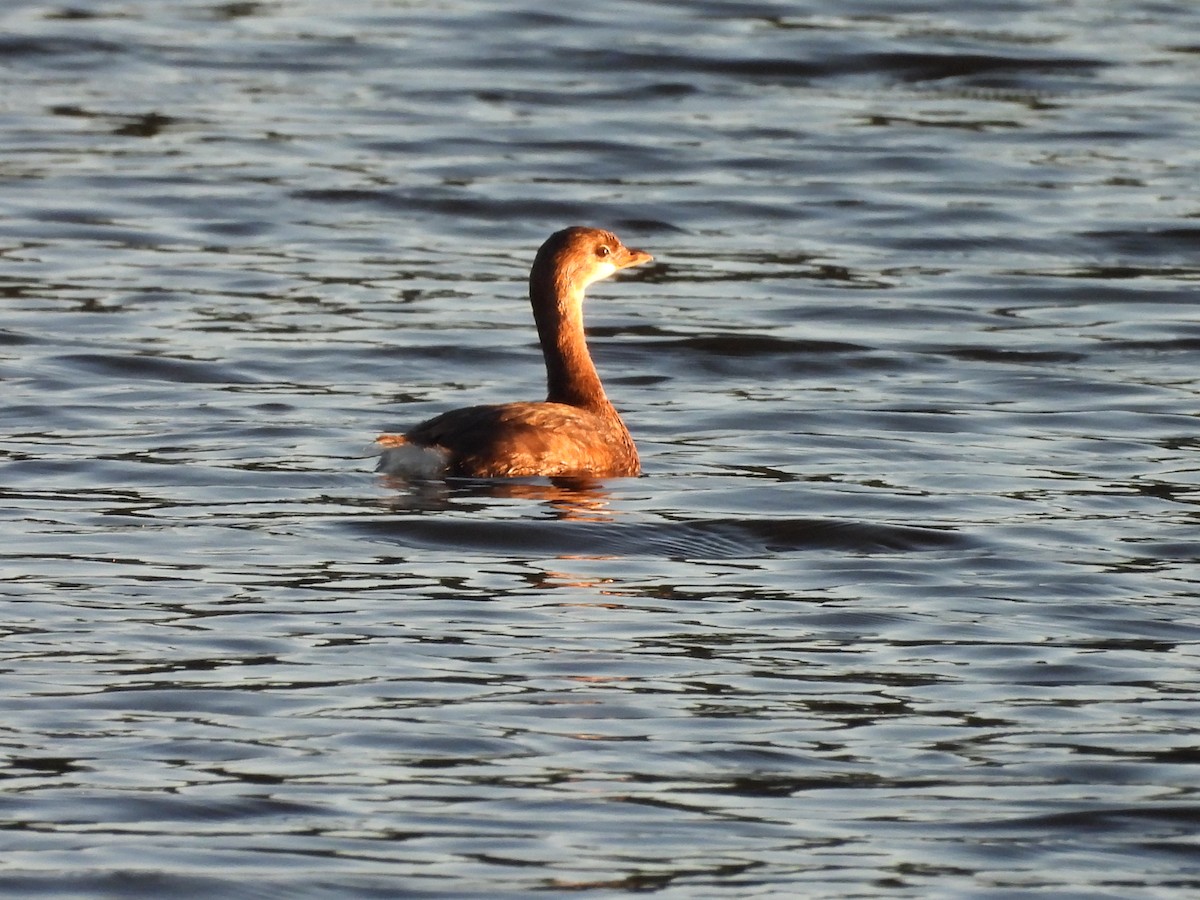 Pied-billed Grebe - ML642819144