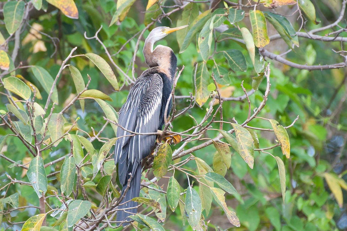 Oriental Darter - ML642819145