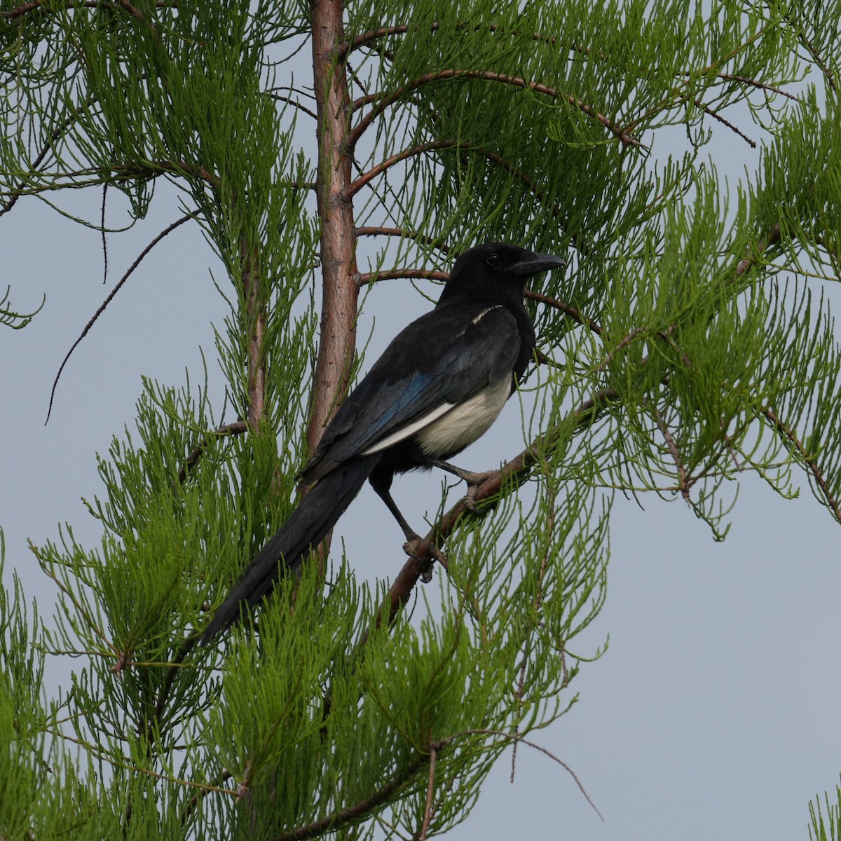 Oriental Magpie - ML642819150