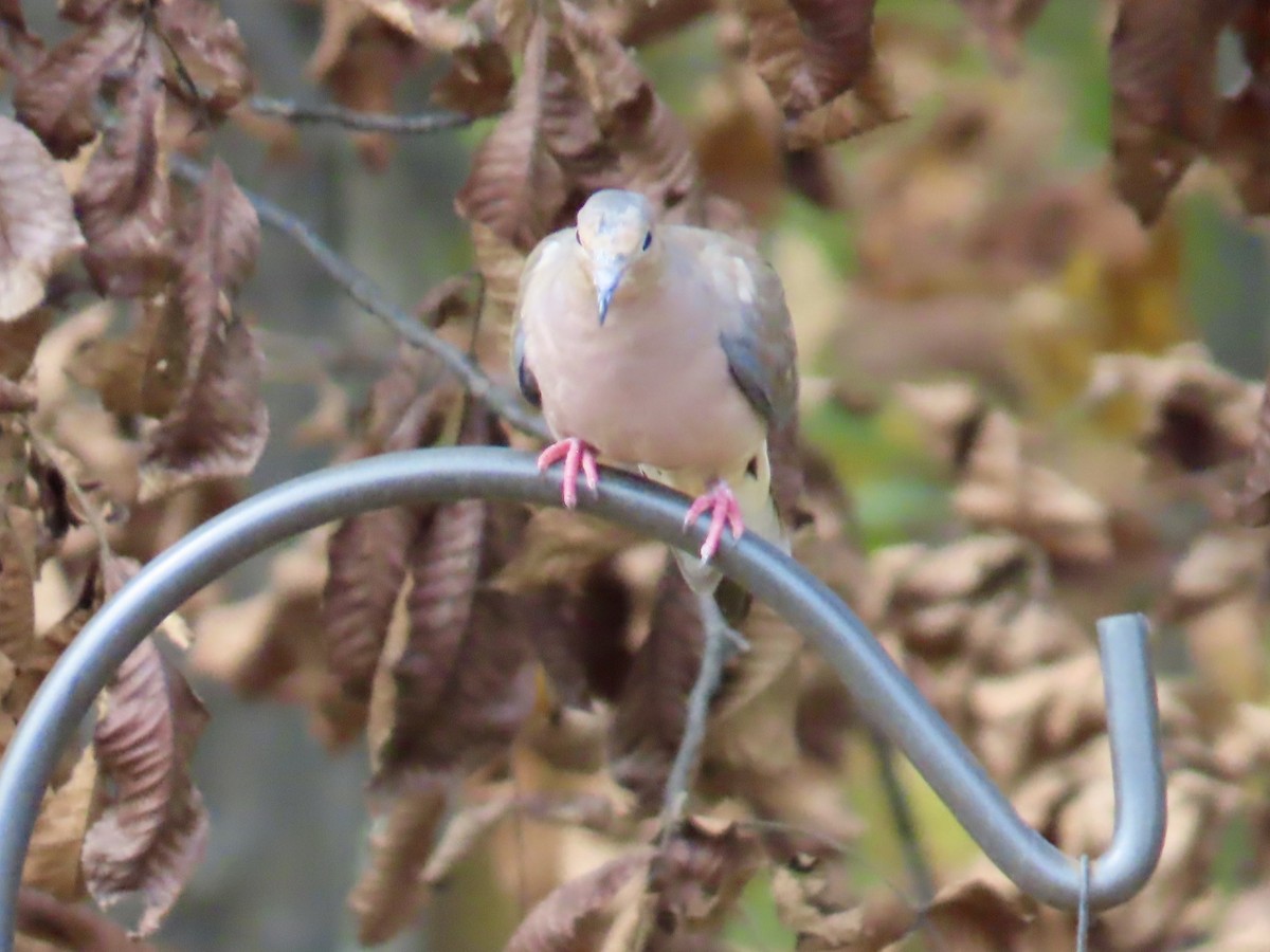 Mourning Dove - ML642819152