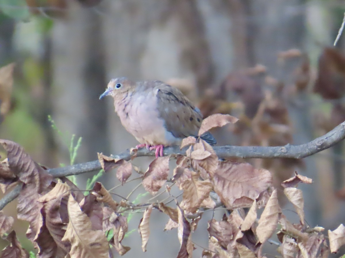 Mourning Dove - ML642819153