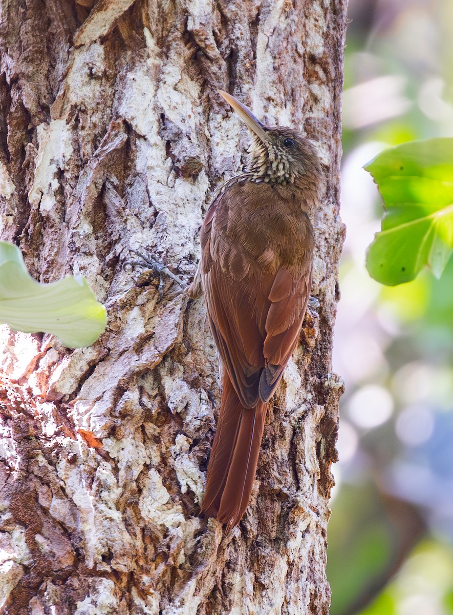 Dusky-capped Woodcreeper - ML642819161