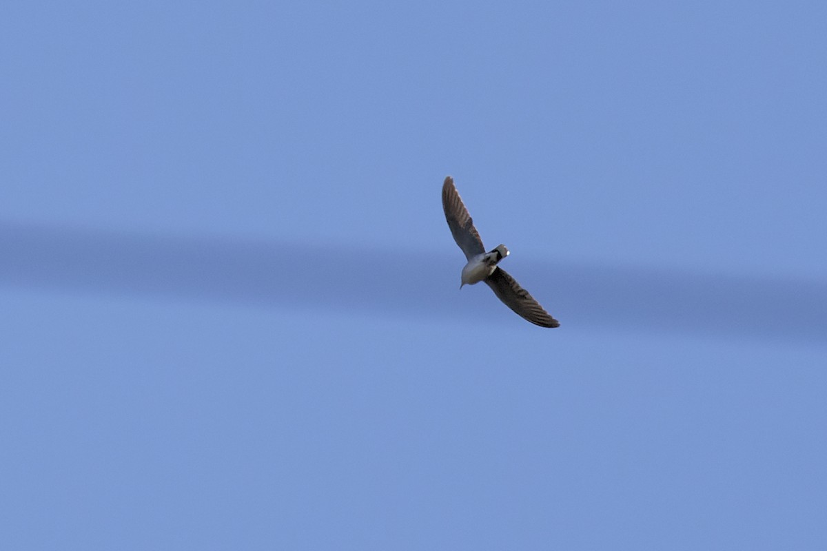European Turtle-Dove - ML642819164