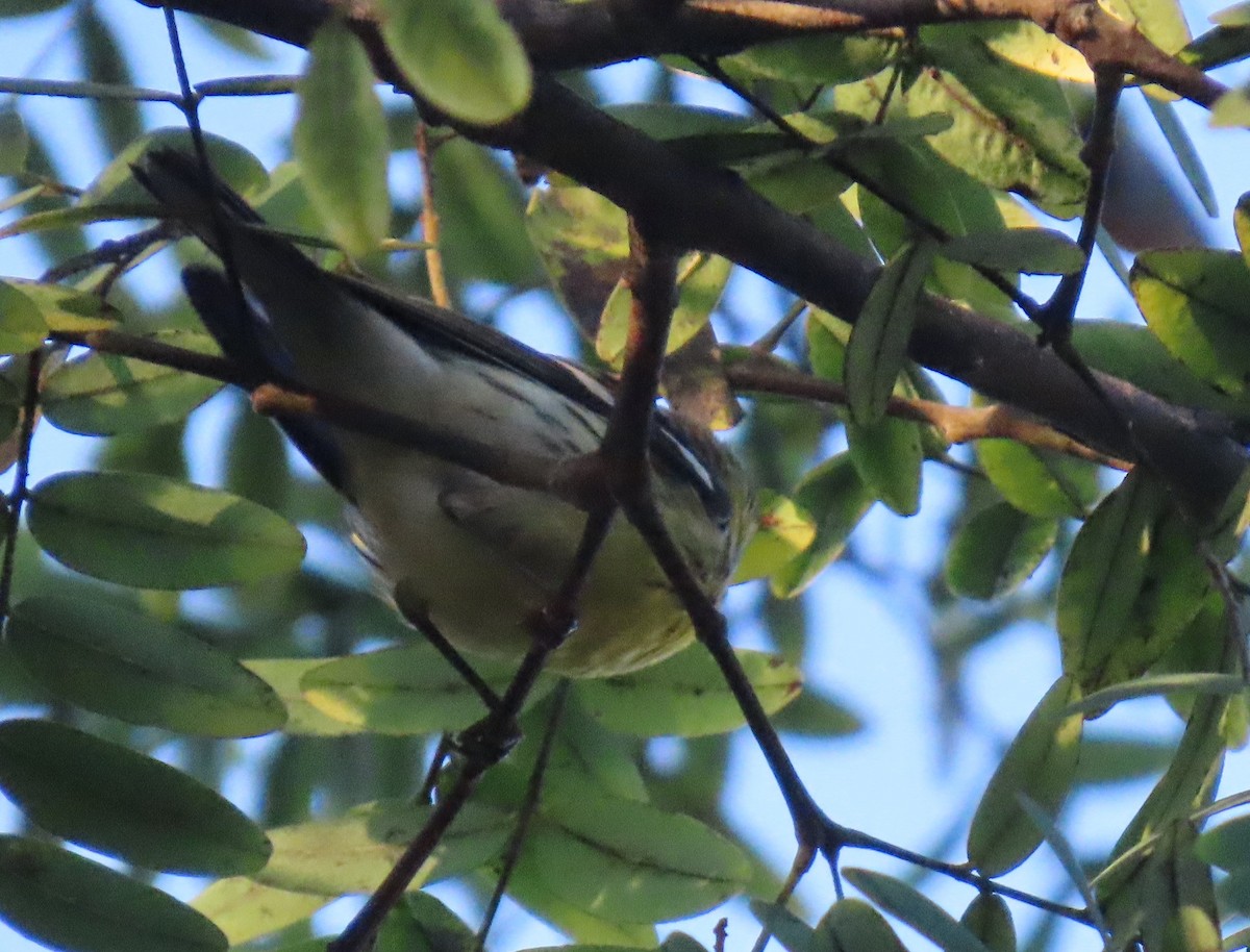 Blackburnian Warbler - ML642819167