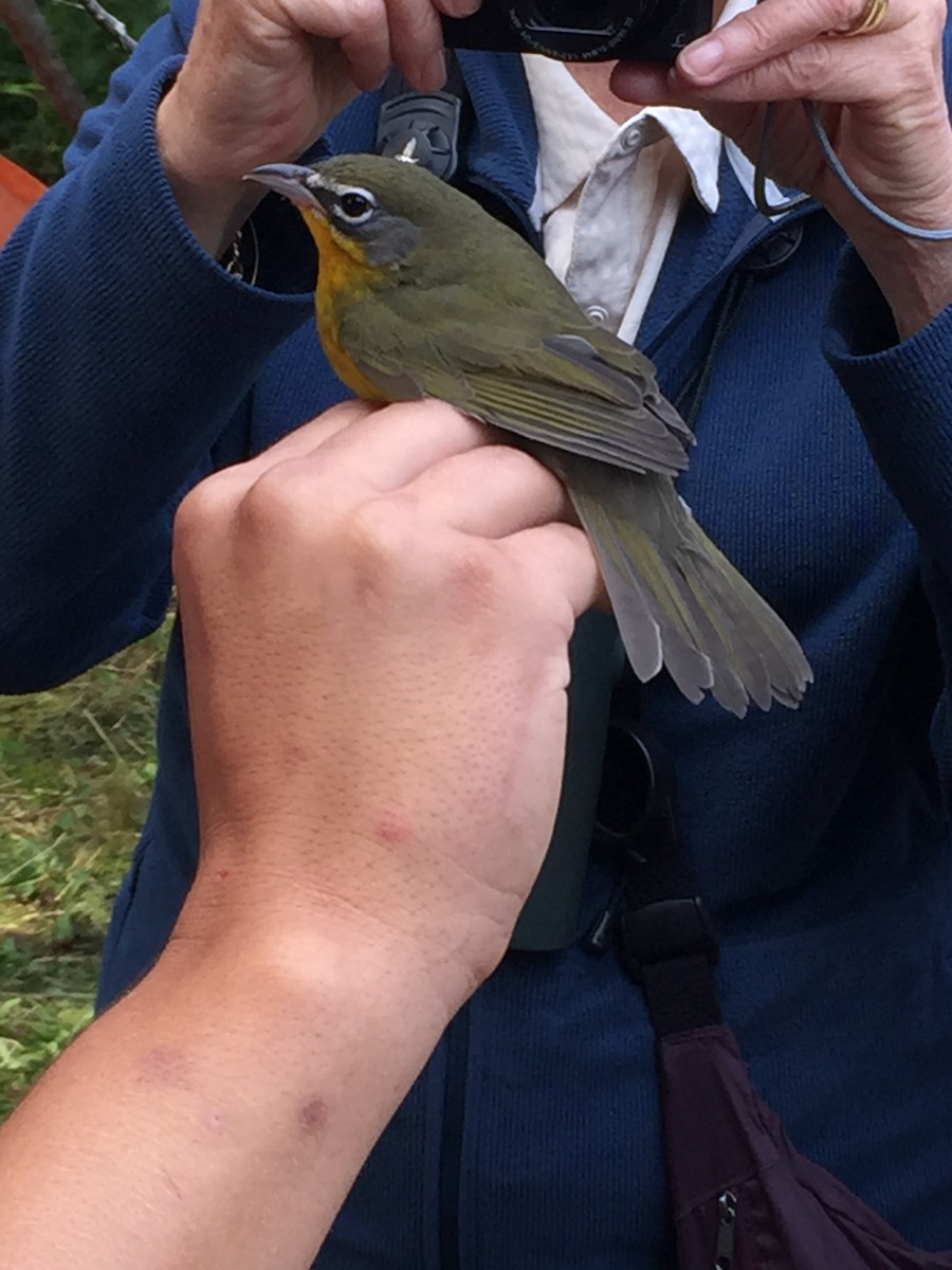 Yellow-breasted Chat - ML642819174