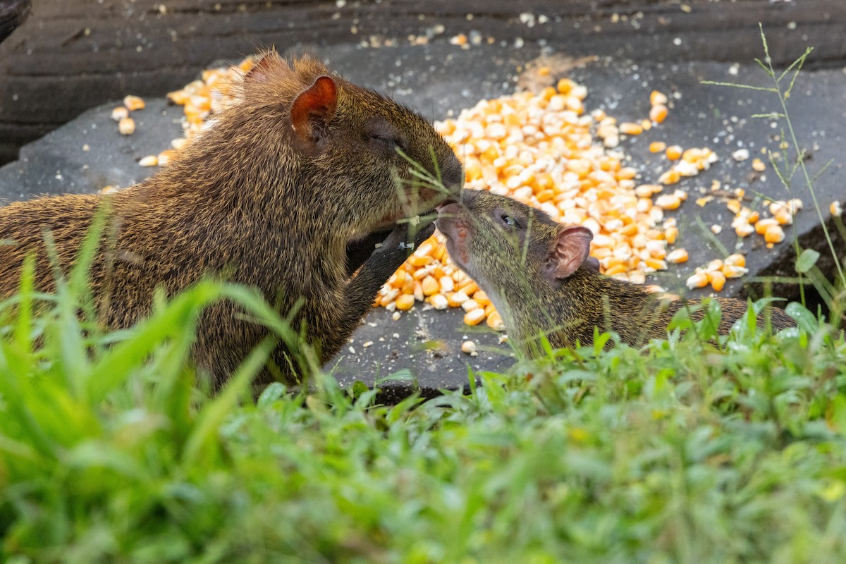 Central American Agouti - ML642819175