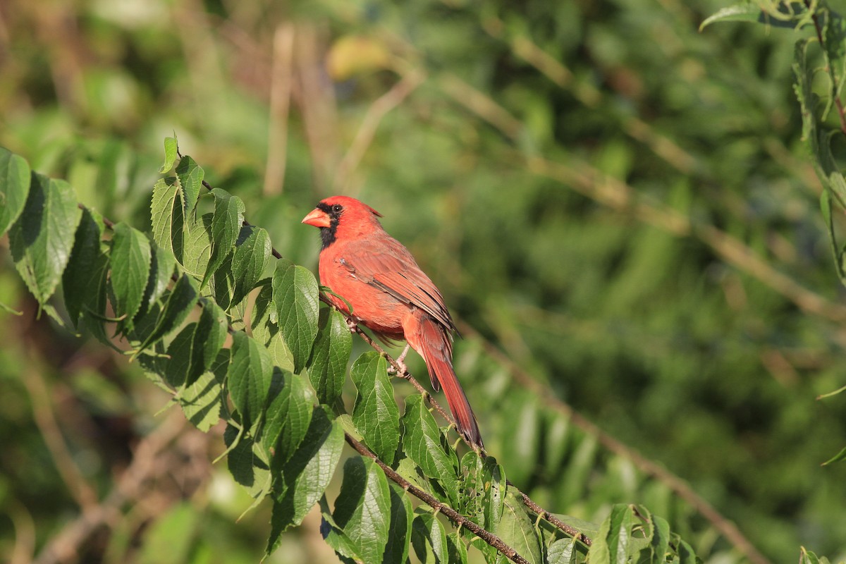 Cardinal rouge - ML642819179