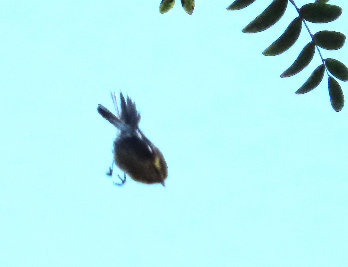 Blackburnian Warbler - ML642819182