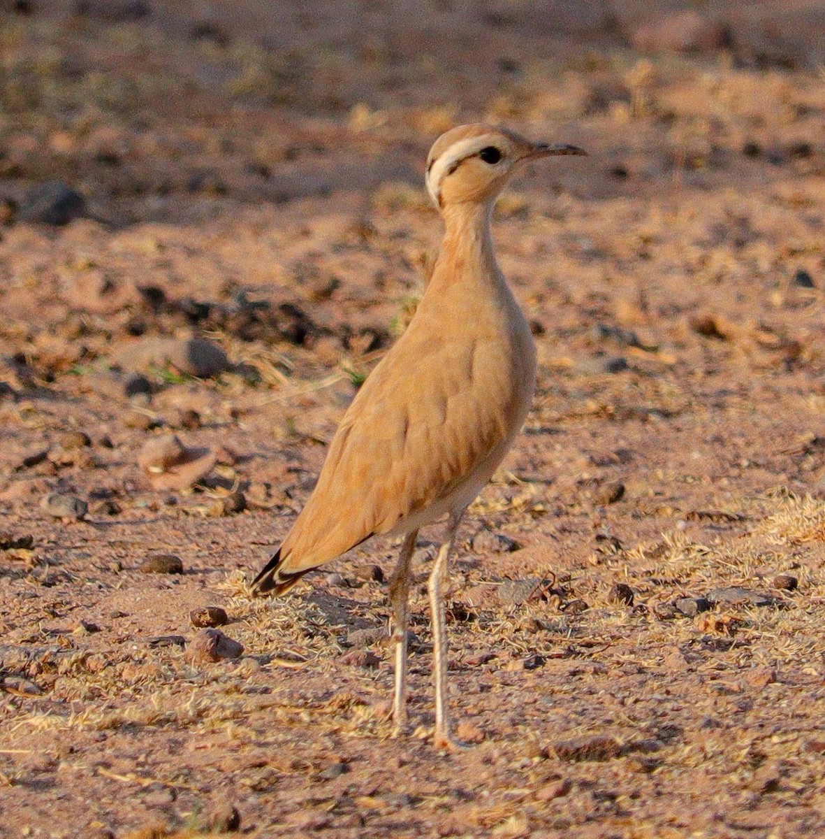 Cream-colored Courser - ML642819186