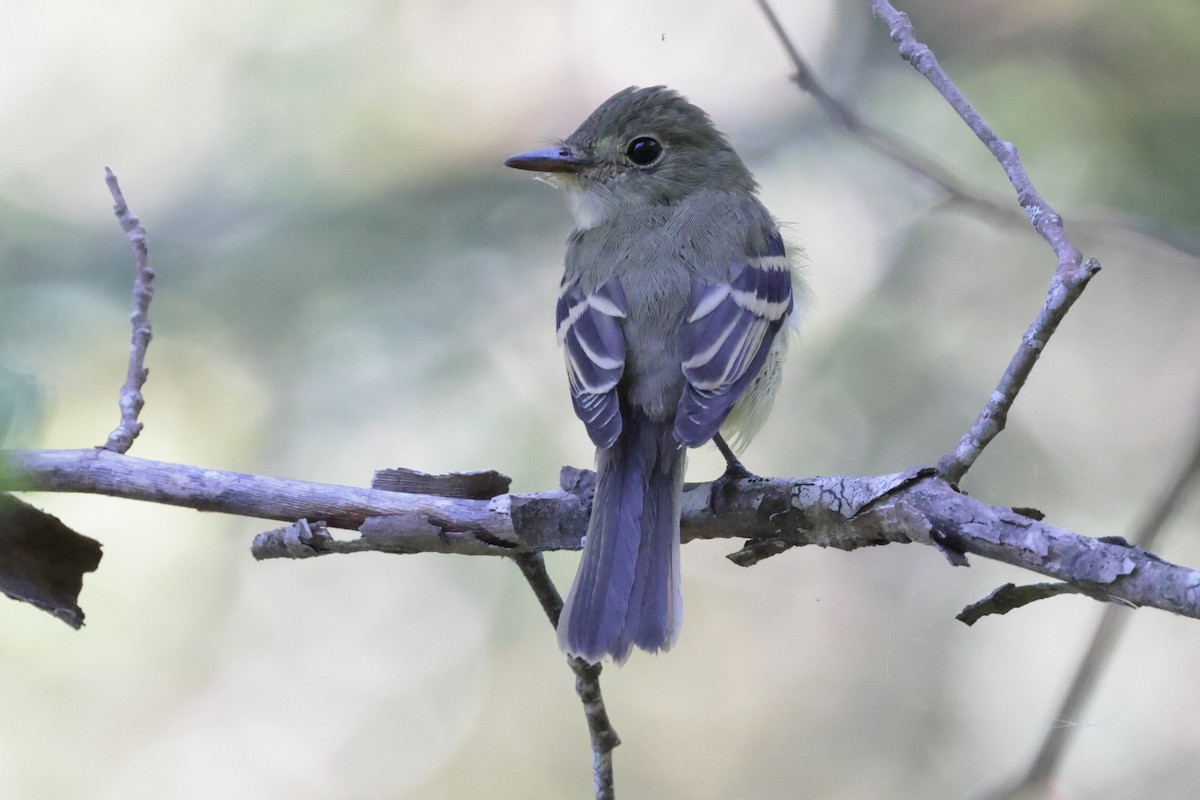 Acadian Flycatcher - ML642819192