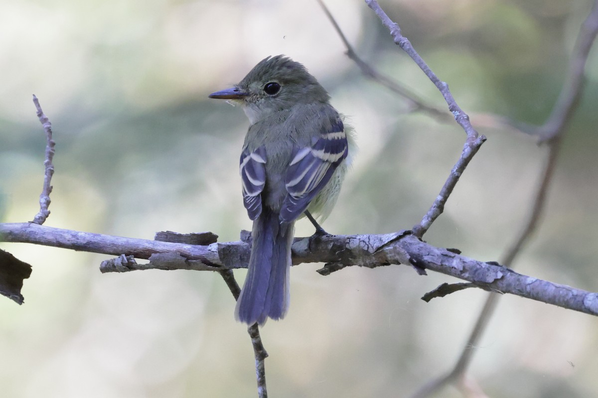 Acadian Flycatcher - ML642819193