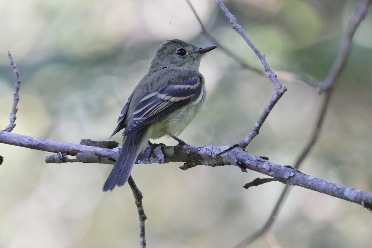 Acadian Flycatcher - ML642819196