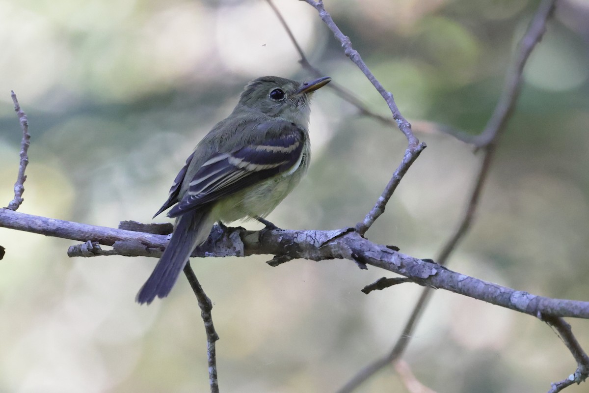 Acadian Flycatcher - ML642819197