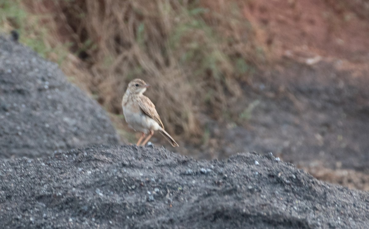 Paddyfield Pipit - ML642819198